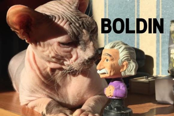 Boldin: A Bold Typeface for Modern Campaigns