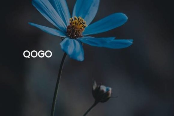 Qogo: A Bold Font for Clear Campaigns